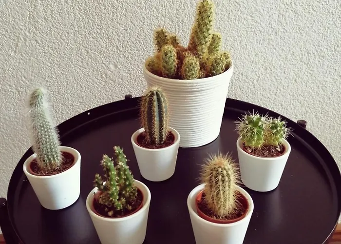 Südschwarzwald Apartamento *